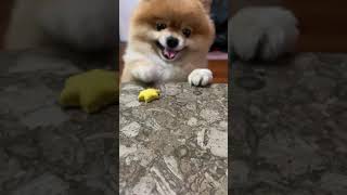 松鼠博美丸弟吃潔牙餅 the pomeranian is eating the dog biscuit ポメラニアン