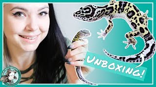 Unboxing My New Leopard Gecko!