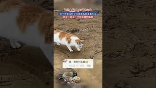 2月11日，河南，城里小猫回农村遇泥巴路，每一步都走的小心翼翼生怕弄脏爪爪，网友：这是一只有洁癖的喵喵#猫咪的迷惑行为 #猫咪的心思都写在脸上了 #农村过年的猫