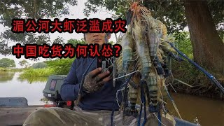 湄公河大虾泛滥成灾，每只都有巴掌大，中国吃货为何认怂？