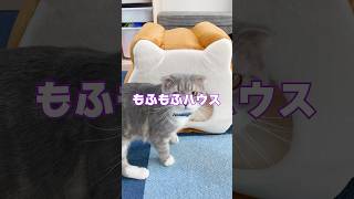 高級なねこねこ食パンのもふもふハウスをりっちゃんたちに貢いだ結果が🤣 #猫