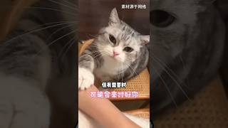 这五个猫爪冷知识，铲屎官一定要知道。＃猫爪＃冷知识＃新手养猫＃养猫知识＃养猫日常＃养猫经验＃科学养猫＃养猫人＃养猫经验分享＃宠物＃萌宠＃猫咪＃cat＃宠物日常＃宠物知识＃分享养宠经验＃猫咪的迷惑行为