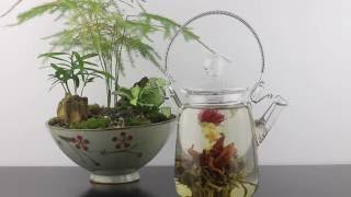 Chinese Blooming Tea Flower Unfurling in Blooming Teapot