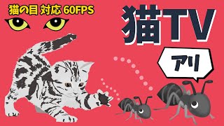 アリを捕まえろ！猫が喜ぶ昆虫映像60分（猫の動体視力に最適な60FPS） CATS TV - Catching Ants