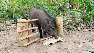 Hunting Wild Boar Skill: Best Creative Wild boar trap using long sharp wood #boarhunting #wildboar