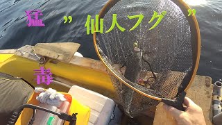 【２馬力ボートFishing】　猛暑の中でロックフィッシュ！！　超レアで猛毒の　”　仙人フグ　”　が釣れた・・・