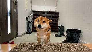 柴犬、朝の散歩はワクワクが止まらない。