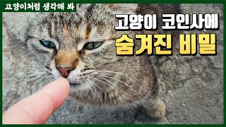 고양이를 처음 만나면 왜 코로 인사를 할까?