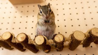 【シマリス】突然部屋につり橋が出現したらリスは遊んでくれるのか？試してみた！！