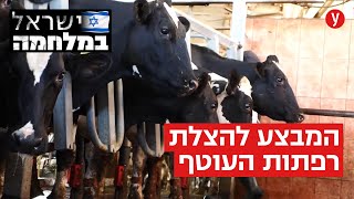 תחת אש: הרפתנים שהגיעו להציל פרות בעוטף עזה