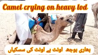 Desert people fetching water on camels ll camel crying ll camel sound