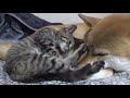 【柴犬と子猫】飼い主もビックリ！種を超えた親子愛誕生！ parent child love of dogs and kittens