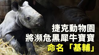 捷克動物園將瀕危黑犀牛寶寶命名「基輔」 -可愛動物 - 國際新聞