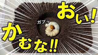 トラブル発生か！？100倍かっこいい長歯に育てる方法を考えてみた（くろねこチャンネル）