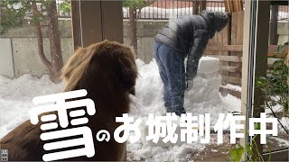 庭に雪のお城が出来る!？待ちきれないゴールデンレトリバー