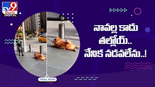 Viral News: నావల్ల కాదు తల్లోయ్‌.. నేనిక నడవలేను..!  - TV9