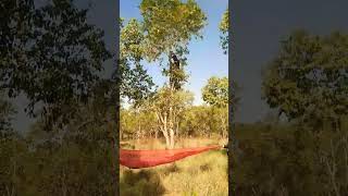 அருமையான நாவபழம் தோப்பு கிராமத்து forest -ல் # shorts #jamunfruitplant #viral #trending