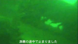 琵琶湖の漁礁の水中映像