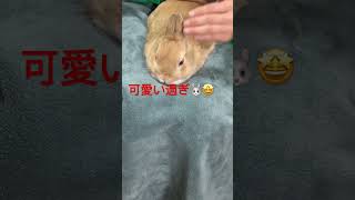 【rabbit】うさぎの耳が可愛い過ぎた🤩#bunny #shorts#healing