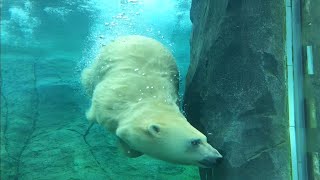 20181006:今日の円山動物園