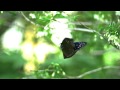 ツマムラサキマダラの飛翔　euploea mulciber in flight　700fps