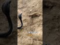 This animal kills King Cobras for fun! | #shorts #animals #mongoosevssnake