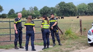 Gevaarlijke stier losgebroken in Westendorp