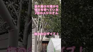 野鳥さんたちの微妙な力関係？ヒヨドリ、メジロ、カラス、スズメ、ムクドリ？誰が強いのか⁉️