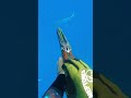 no better feeling wahoo spearfishing