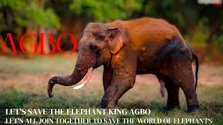 Let's protect the national treasure and raise awareness about Agbo දැන් කොහොමද අග්බොට Elephant soul