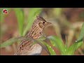 🦜🎼 skylark bird call bird song canto de la alondra