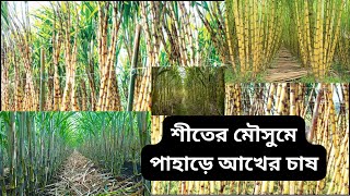 বাঁশের চেয়ে মোটা ৩৫ ফুট লম্বা ১২ মাসি আখ |আখ চাষ পদ্ধতি|গেন্ডারি চাষ |পাহাড়ে আখের চাষ @villagehour9