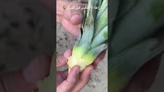 زراعة الاناناس بطريقة سهلة وسريعة 🍍 #agriculture #pineapple #grow