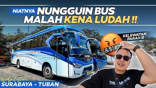 GAGAL DAPAT BUS INCERAN, MALAH DAPAT BUS INI !! Widji Lestari rute Surabaya - Tuban