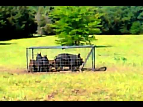 Pig Trap Youtube