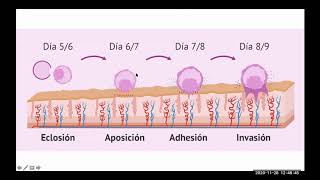 Embriología SNC 1