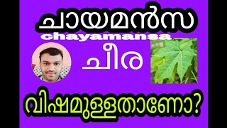 CHAYAMANSA. SPINACH/CHAYAMANSA CHEERA/ ചായമൻസ ചീര