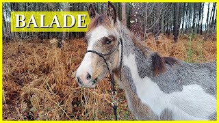 PREMIÈRE BALADE DANS LA FORÊT - Il essaie de me mettre un coup de pied