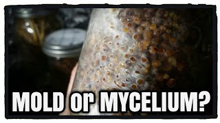 Mold or Mycelium? Growing Oyster Mushrooms
