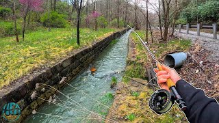 Fly Fishing a Tiny Urban Roadside Creek! (Fishing for Brown Trout and Rainbow Tr