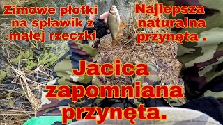 Zimowe płotki z małej rzeczki na zapomnianą naturalną przynętę . #WędkarstwoPL