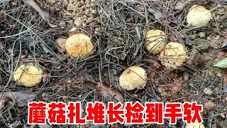 农村宝妈深山捡蘑菇，运气爆表一进山就捡个没停，过程解压又治愈