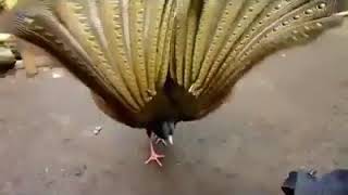 Surkhab Bird (सुर्खाब के पंख)