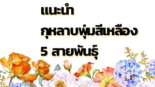 เเนะนำกุหลาบพุ่มสีเหลือง 5 สายพันธุ์