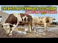 ХОРАЗМ ШОВОТ ПИР МОЛ БОЗОРИ КАТТА ГИГАНТ БУҚАЛАР БОЗОРИ 14-август 2024 г.