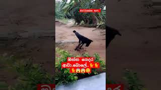 ඔන්න ගෙදර.ආවා.බොලේ..🐈🐈😱😱😊😊