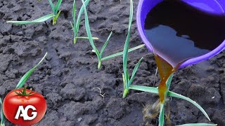 The garlic will grow to the size of an apple. If you now feed him with this proven remedy for years