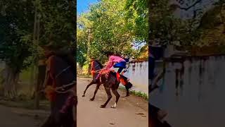 hajani pipariya horse  ude hoo balveer and viru 700