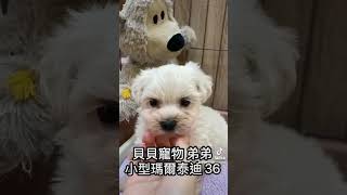 貝貝寵物專業犬舍-瑪爾泰迪犬 36號