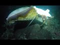 ep480 malaking pogita sa isang pana lang gitik night spearfishing philippines